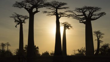 baobab de Madagascar